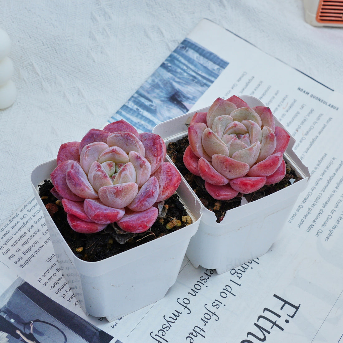 3'' Echeveria Diana, Rare Live Succulent Plants