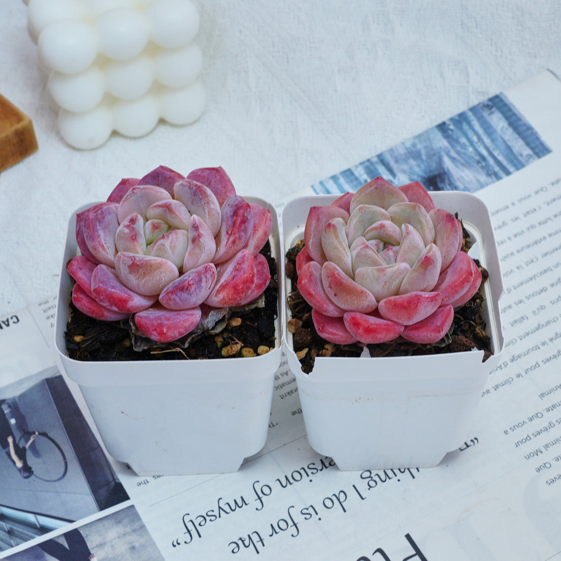 3'' Echeveria Diana, Rare Live Succulent Plants