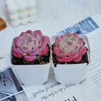 3'' Echeveria Diana, Rare Live Succulent Plants