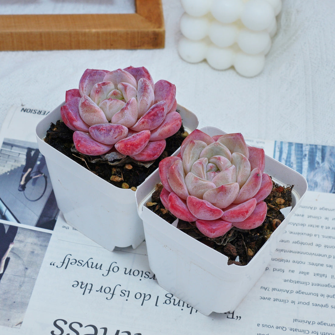 3'' Echeveria Diana, Rare Live Succulent Plants