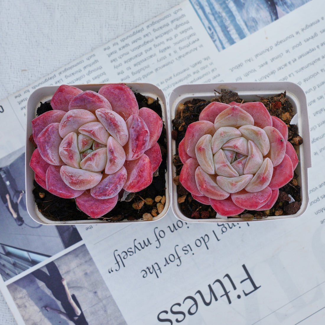 3'' Echeveria Diana, Rare Live Succulent Plants