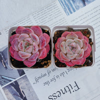 3'' Echeveria Diana, Rare Live Succulent Plants