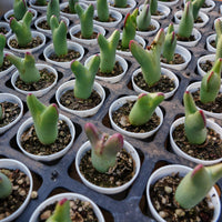 2'' Conophytum Bilobum, Rare Live Succulent Plants