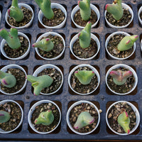 2'' Conophytum Bilobum, Rare Live Succulent Plants