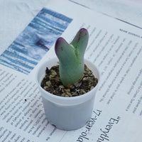 2'' Conophytum Bilobum, Rare Live Succulent Plants