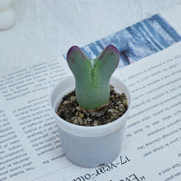 2'' Conophytum Bilobum, Rare Live Succulent Plants