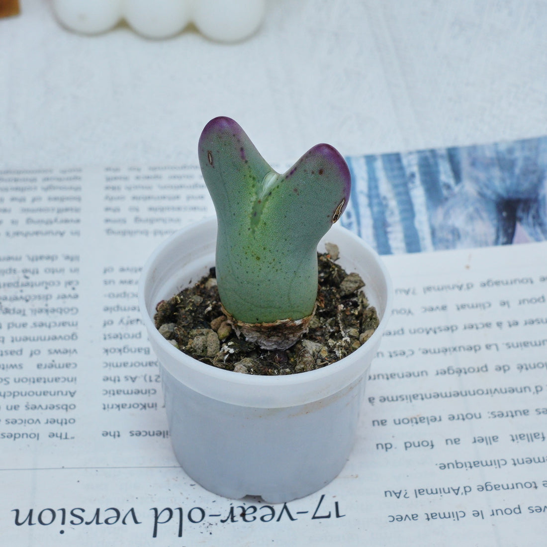 2'' Conophytum Bilobum, Rare Live Succulent Plants