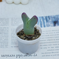 2'' Conophytum Bilobum, Rare Live Succulent Plants