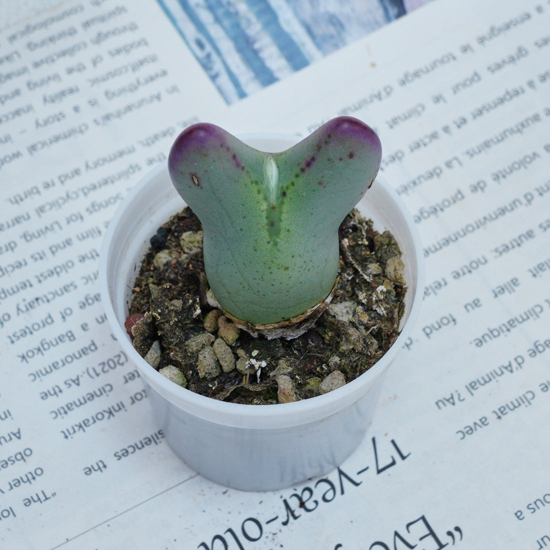 2'' Conophytum Bilobum, Rare Live Succulent Plants
