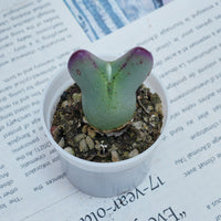 2'' Conophytum Bilobum, Rare Live Succulent Plants