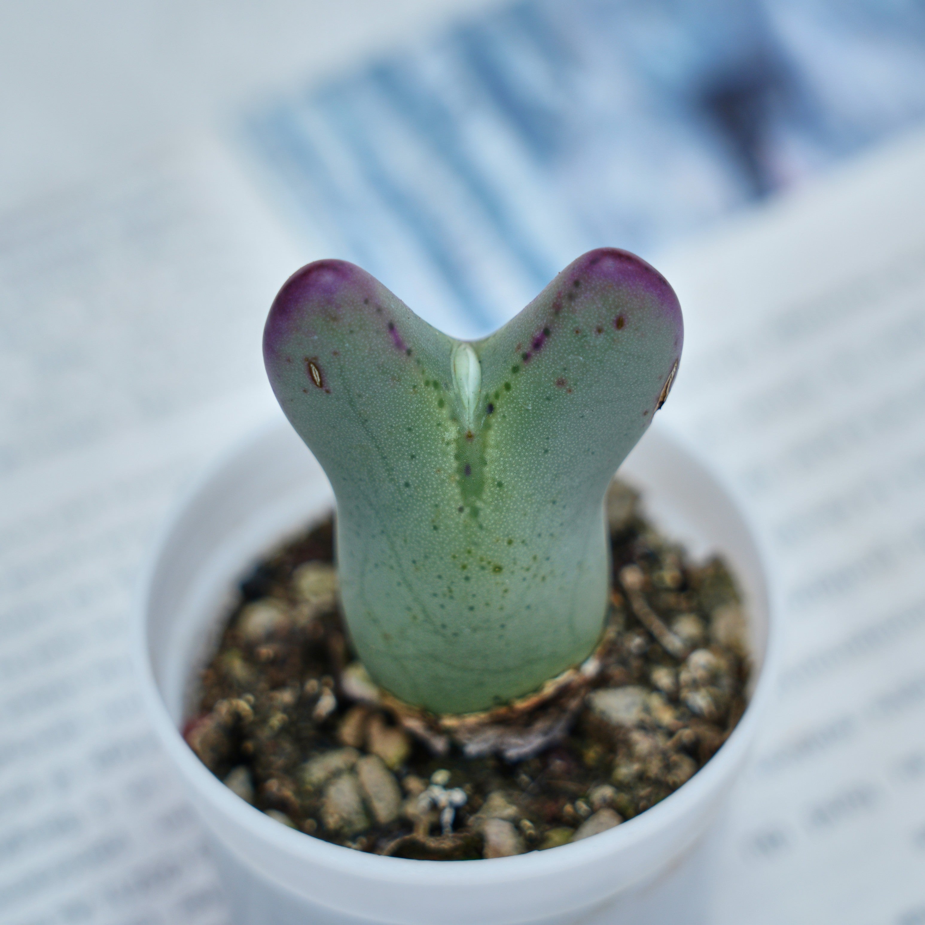2'' Conophytum Bilobum, Rare Live Succulent Plants – cocosucculent