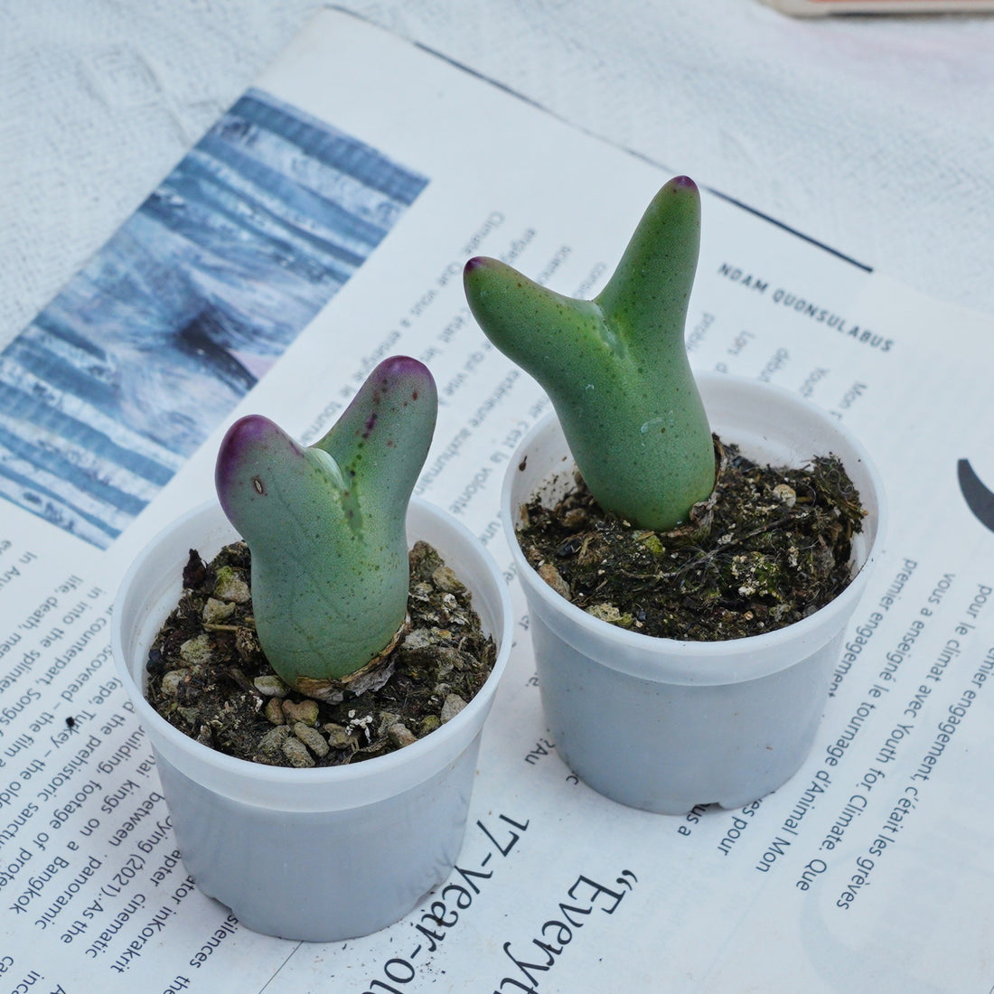 2'' Conophytum Bilobum, Rare Live Succulent Plants