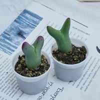 2'' Conophytum Bilobum, Rare Live Succulent Plants