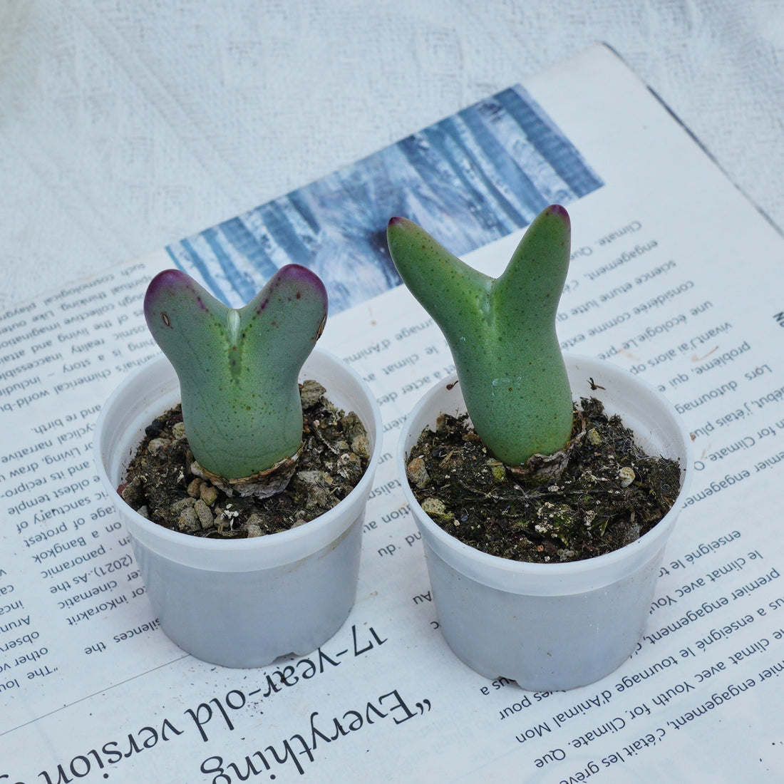 2'' Conophytum Bilobum, Rare Live Succulent Plants
