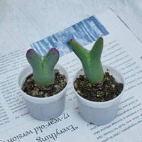 2'' Conophytum Bilobum, Rare Live Succulent Plants