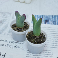 2'' Conophytum Bilobum, Rare Live Succulent Plants
