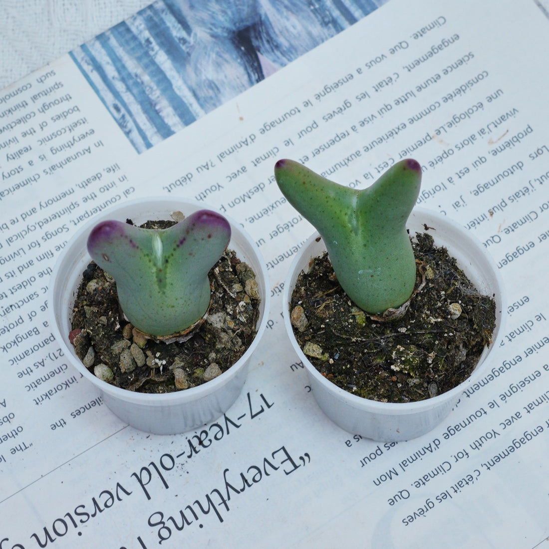 2'' Conophytum Bilobum, Rare Live Succulent Plants