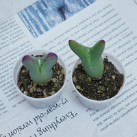 2'' Conophytum Bilobum, Rare Live Succulent Plants