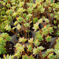4'' Sedum Palmeri Watson, Rare Live Succulent Plants