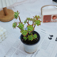 4'' Sedum Palmeri Watson, Rare Live Succulent Plants