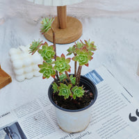 4'' Sedum Palmeri Watson, Rare Live Succulent Plants