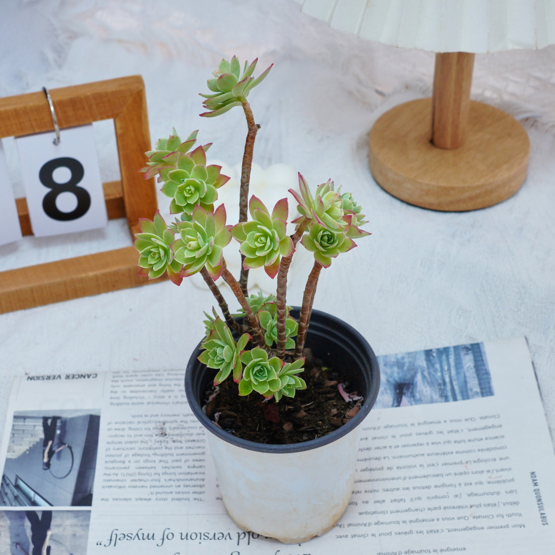 4'' Sedum Palmeri Watson, Rare Live Succulent Plants