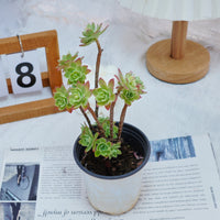 4'' Sedum Palmeri Watson, Rare Live Succulent Plants
