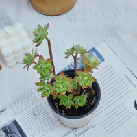 4'' Sedum Palmeri Watson, Rare Live Succulent Plants