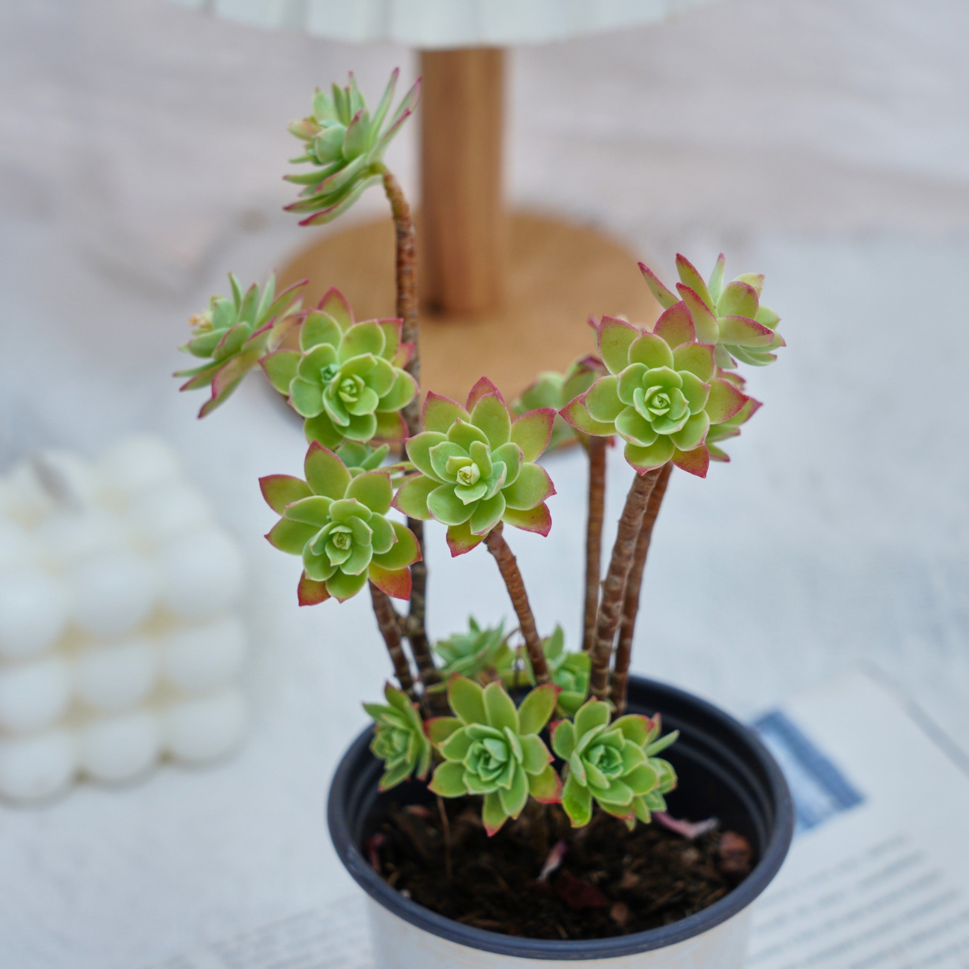 sedum palmeri succulent 4'' Sedum Palmeri Watson, Rare Live Succulent Plants – cocosucculent