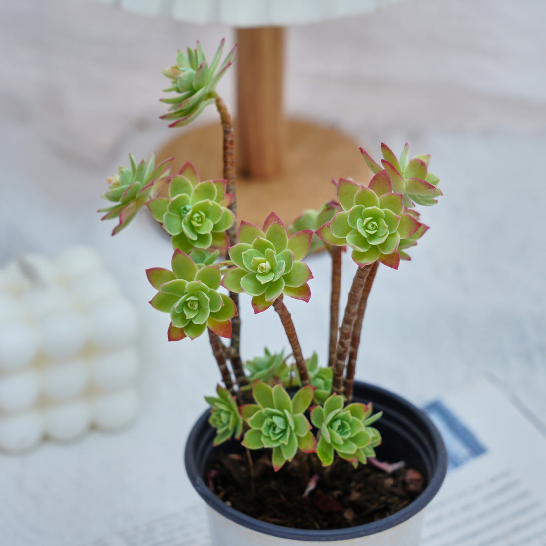 4'' Sedum Palmeri Watson, Rare Live Succulent Plants