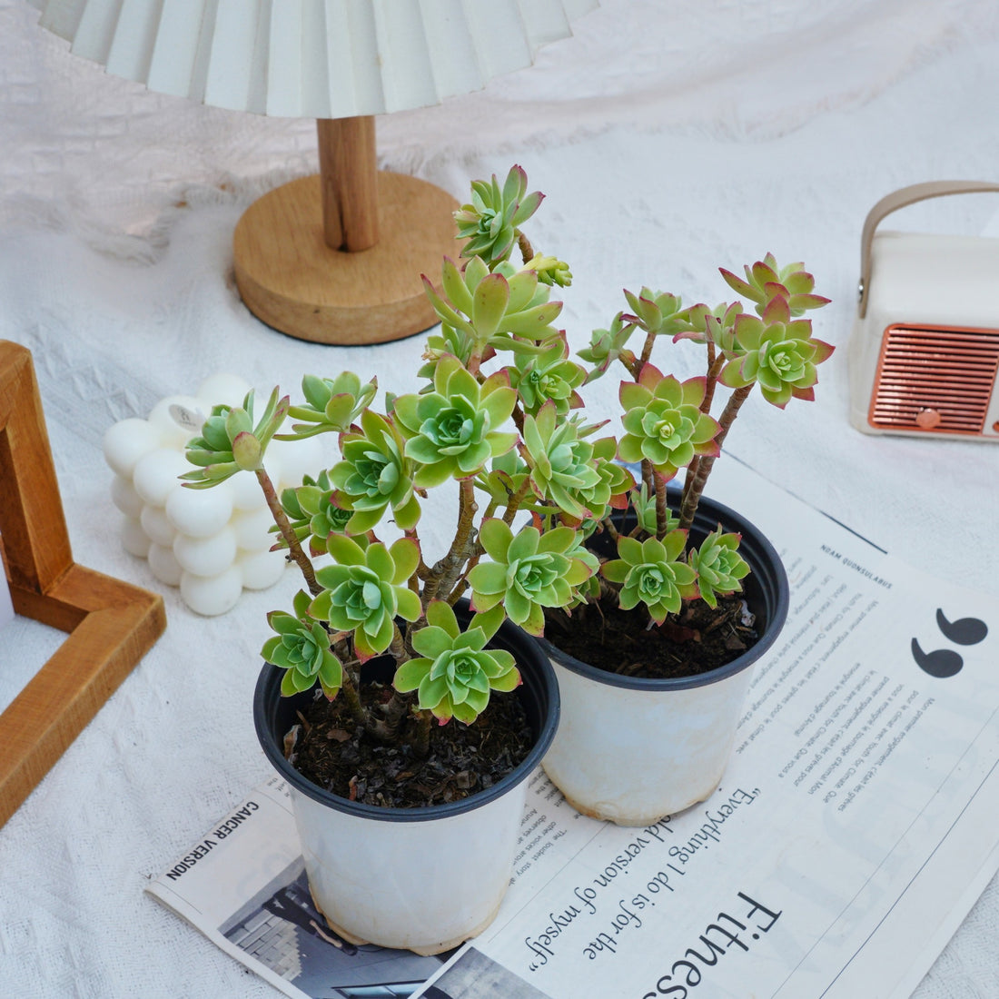 4'' Sedum Palmeri Watson, Rare Live Succulent Plants