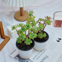 4'' Sedum Palmeri Watson, Rare Live Succulent Plants