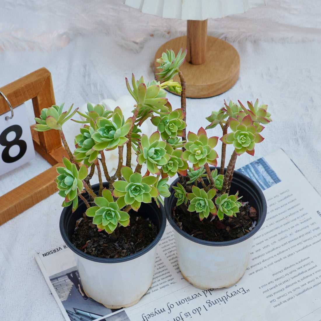 4'' Sedum Palmeri Watson, Rare Live Succulent Plants