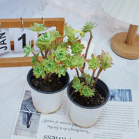4'' Sedum Palmeri Watson, Rare Live Succulent Plants