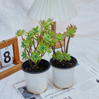 4'' Sedum Palmeri Watson, Rare Live Succulent Plants