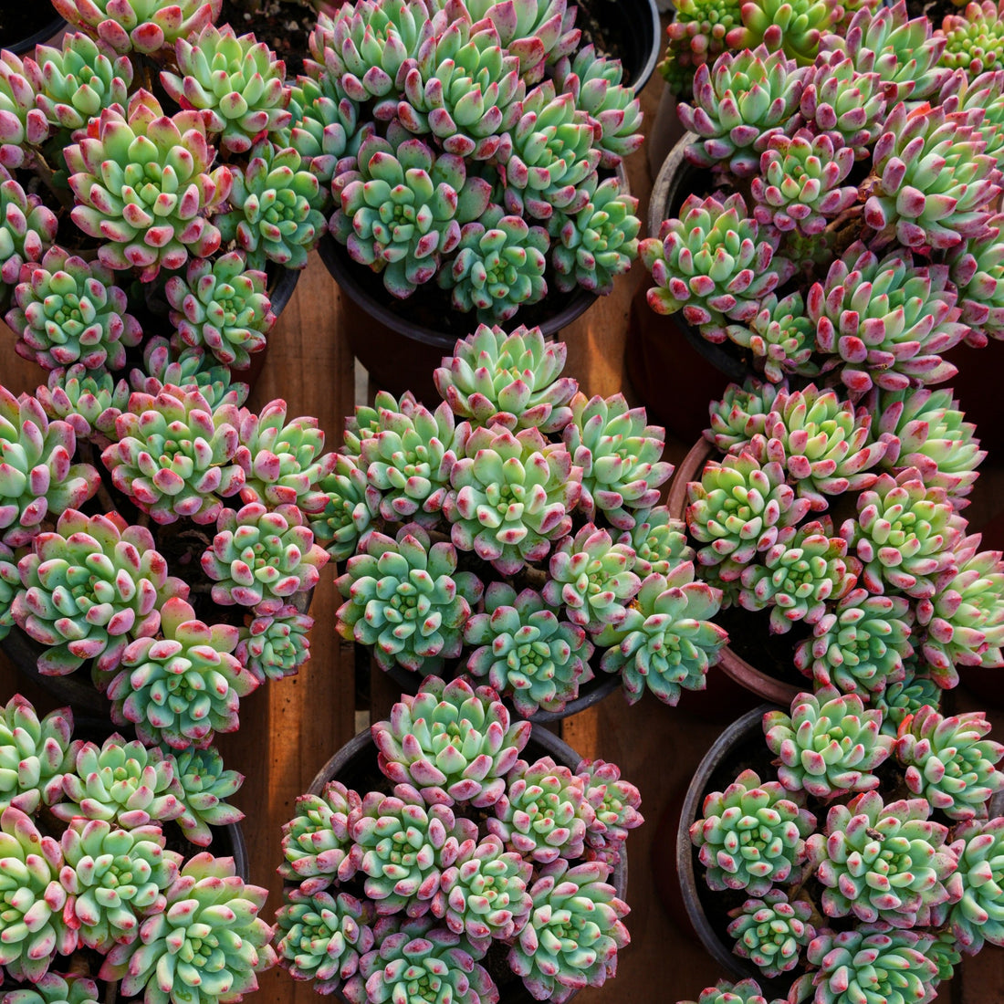 5'' Echeveria Blue Apple, Rare Live Succulent Plants