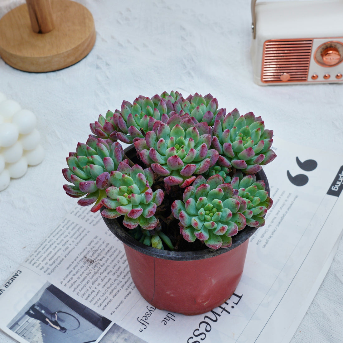5'' Echeveria Blue Apple, Rare Live Succulent Plants