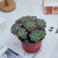 5'' Echeveria Blue Apple, Rare Live Succulent Plants
