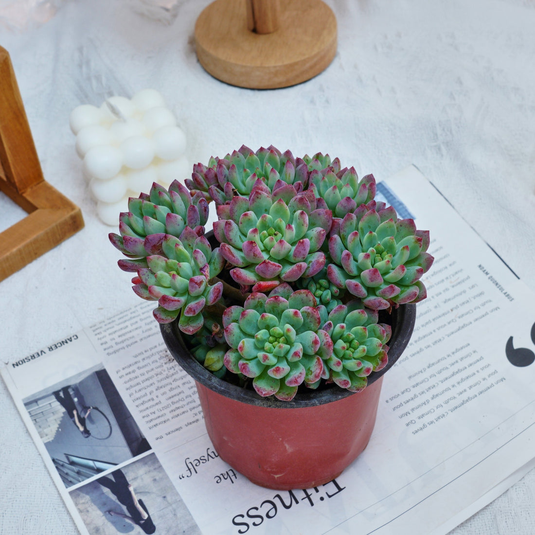 5'' Echeveria Blue Apple, Rare Live Succulent Plants