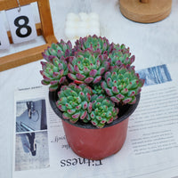 5'' Echeveria Blue Apple, Rare Live Succulent Plants