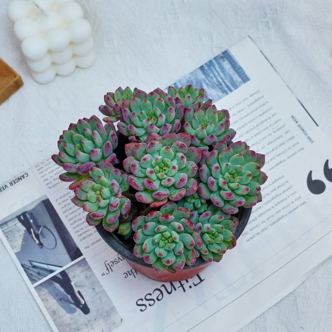 5'' Echeveria Blue Apple, Rare Live Succulent Plants