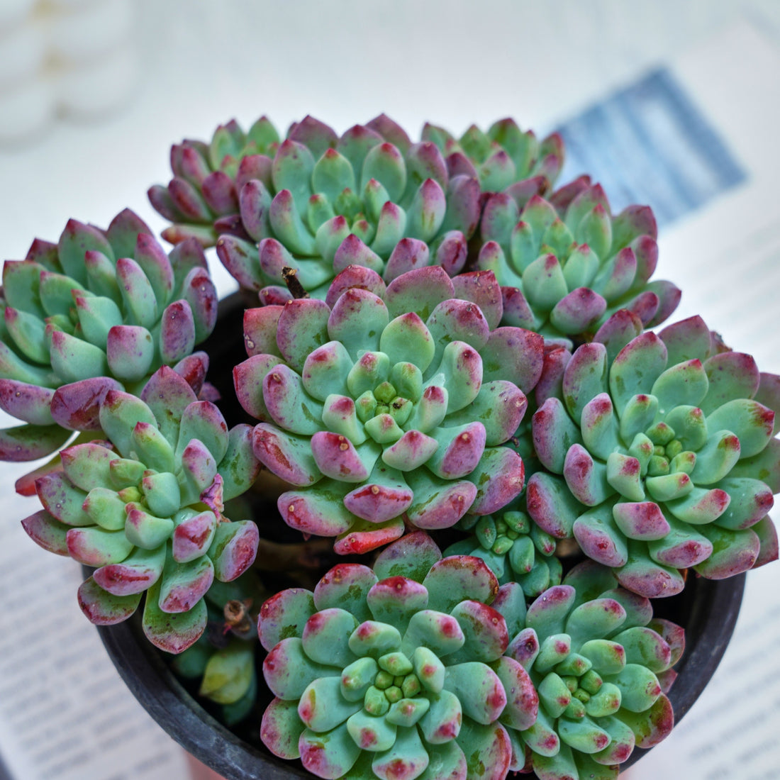 5'' Echeveria Blue Apple, Rare Live Succulent Plants