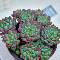 5'' Echeveria Blue Apple, Rare Live Succulent Plants