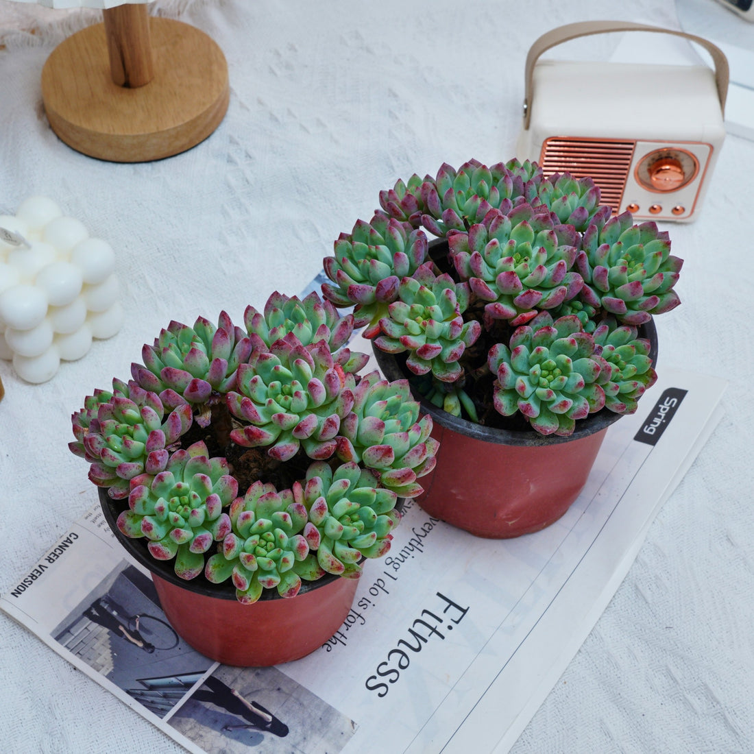 5'' Echeveria Blue Apple, Rare Live Succulent Plants