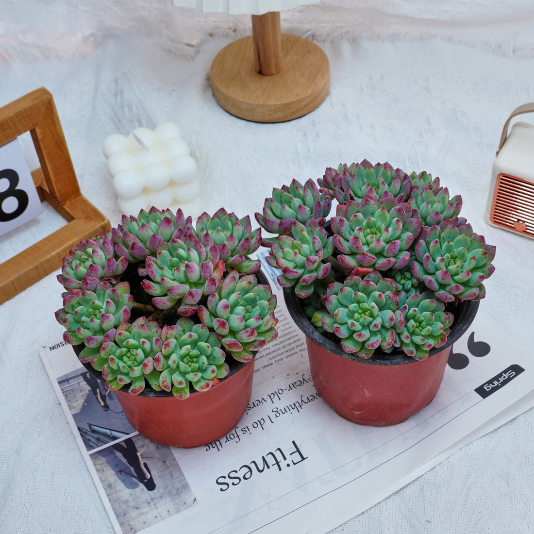 5'' Echeveria Blue Apple, Rare Live Succulent Plants