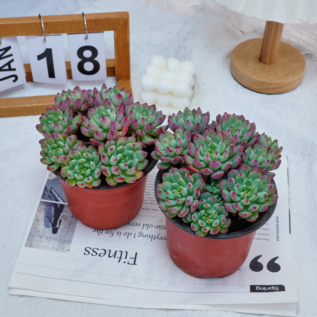 5'' Echeveria Blue Apple, Rare Live Succulent Plants