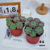 5'' Echeveria Blue Apple, Rare Live Succulent Plants