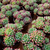 5'' Echeveria Blue Apple, Rare Live Succulent Plants