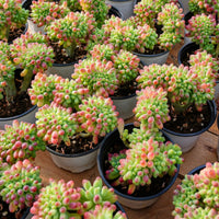 4'' Sedum Pachythyllum Crested, Rare Live Succulent Plants