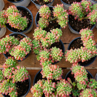 4'' Sedum Pachythyllum Crested, Rare Live Succulent Plants